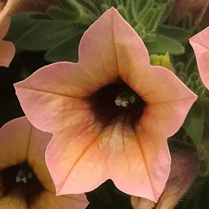 サフィニアアート「コーラルチーク」