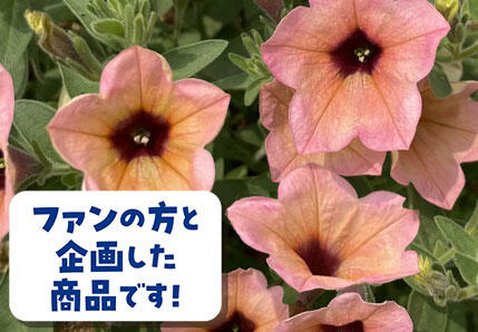 サフィニアアート花苗 コーラルチーク