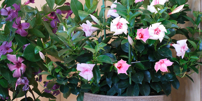 サンパラソル Collection花苗の育て方