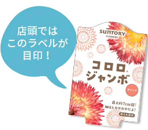 コロロ ジャンボ花苗のラベル