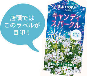 キャンディスパークル花苗のラベル
