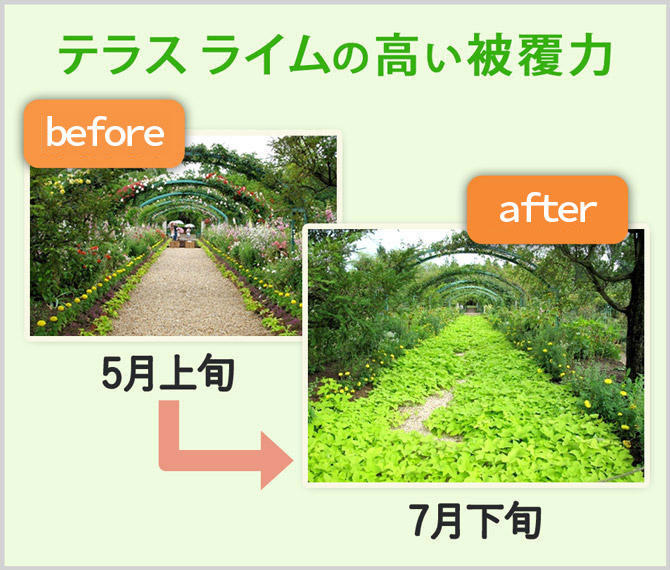 テラス ライム「高い被覆力」