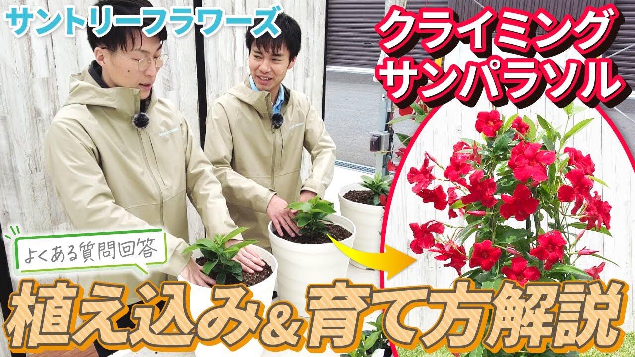 クライミング サンパラソルの育て方