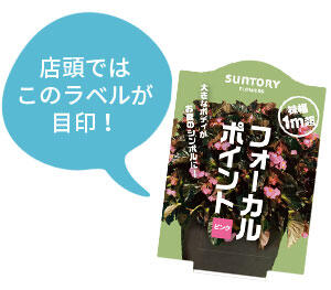 フォーカルポイント花苗のラベル