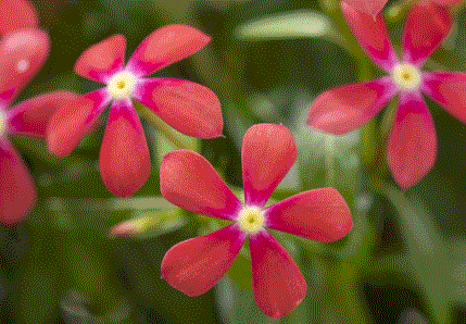 フェアリースター花苗 コーラルオレンジ