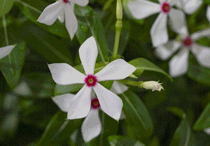 フェアリースター花苗 ホワイト