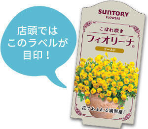 フィオリーナ花苗のラベル