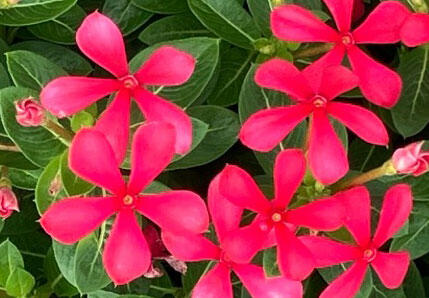 フェアリースター花苗 レッド