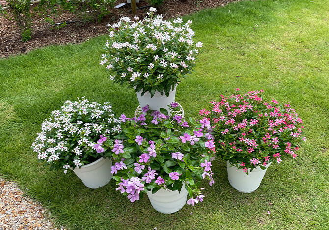 サフィニアアート「さくらこ」薄いピンク色の色に変化