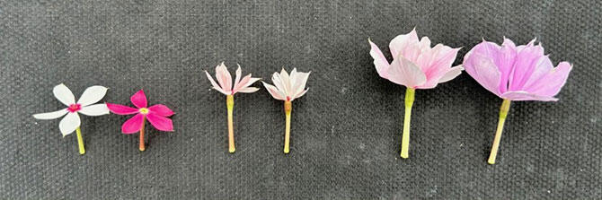 サフィニアアート「さくらこ」少し濃いピンク色に変化した色