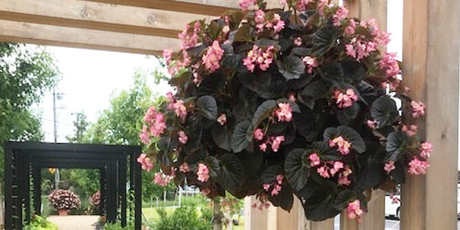 フォーカルポイント花苗の育て方