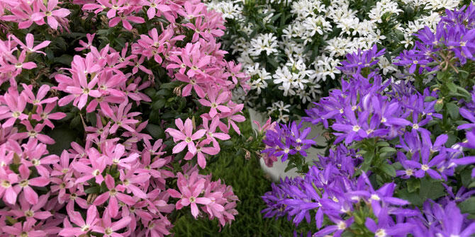 スターティアラ花苗の育て方