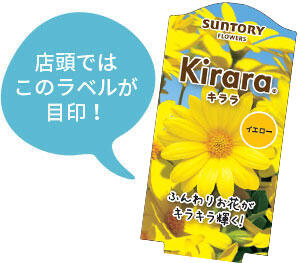 キララ花苗のラベル