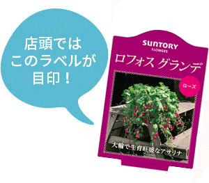 ロフォス グランデ花苗のラベル