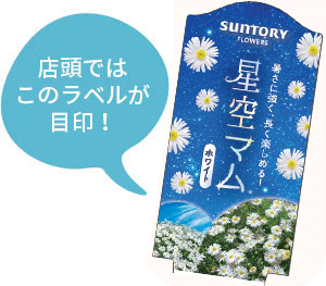 星空マム花苗のラベル