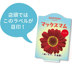 マックスマム花苗のラベル