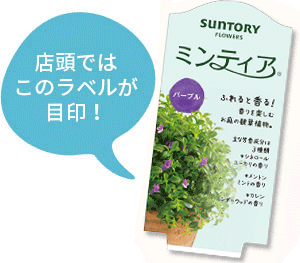 ミンティア花苗のラベル