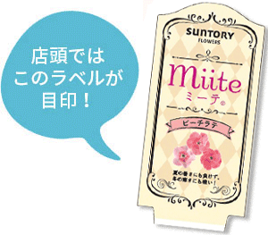 ミーテ花苗のラベル