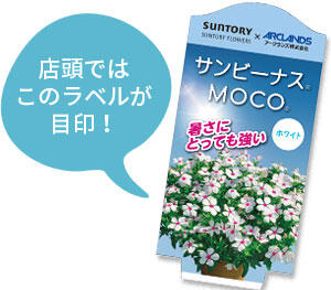 サンビーナスMOCO花苗のラベル