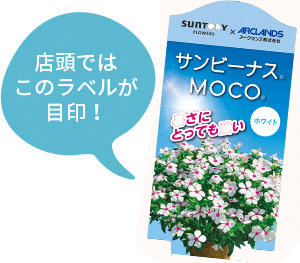 サンビーナスMOCO花苗のラベル