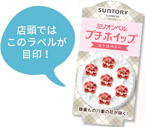 ミリオンベルプチホイップ花苗 のラベル