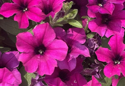 サフィニアプチ花苗 あずきもこもこ