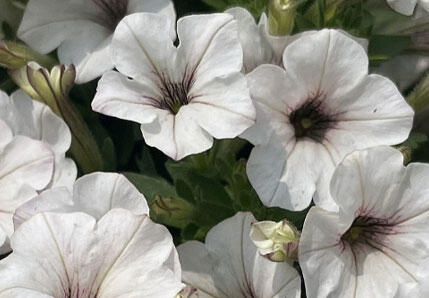 サフィニアプチ花苗 ひつじこもこ