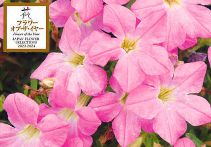 サフィニアプチ花苗 さくらもこもこ