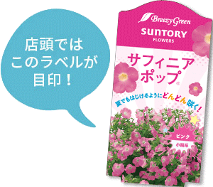 サフィニアポップ花苗のラベル