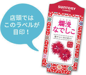 爛漫なでしこ花苗のラベル