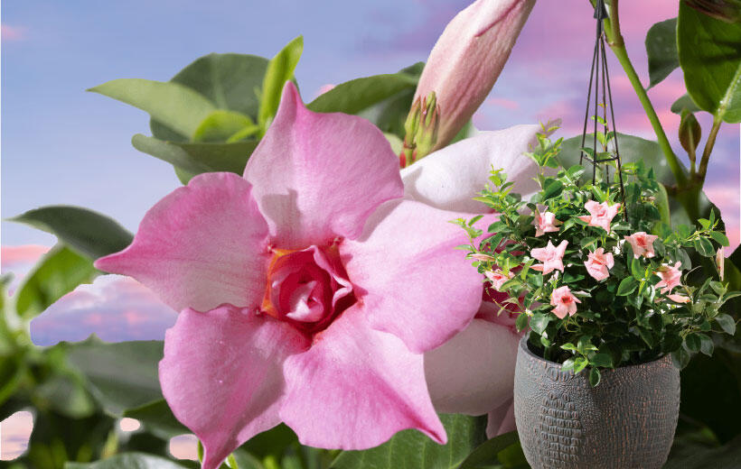 サンパラソル Collectionロゼ・ダブル