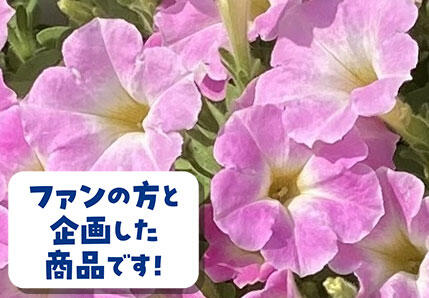 サフィニアアート花苗 さくらこ