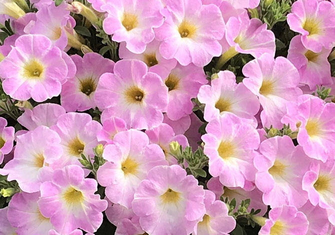 サフィニアアート「さくらこ」薄いピンク色の色に変化