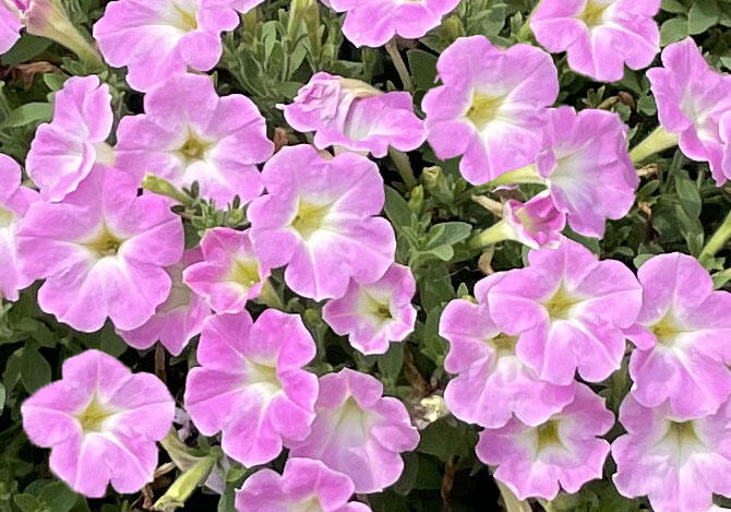 サフィニアアート「さくらこ」少し濃いピンク色に変化した色