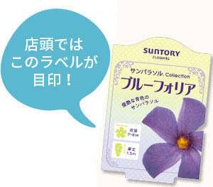 サンパラソル Collection花苗のラベル