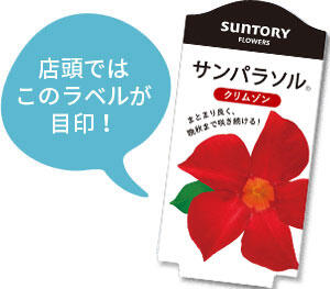 サンパラソル花苗のラベル