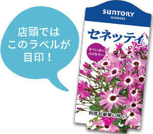 セネッティ花苗のラベル
