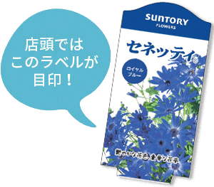 セネッティ花苗のラベル