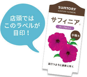 サフィニア