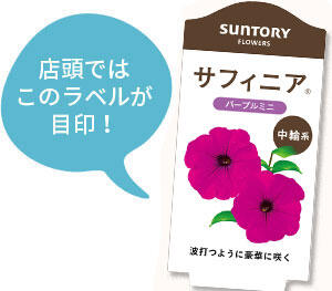 サフィニア