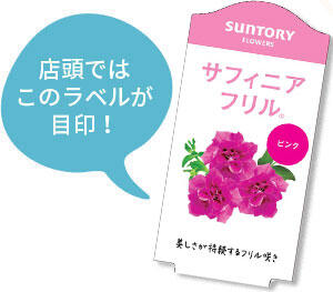 サフィニアフリル花苗のラベル
