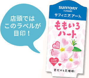 サフィニアアート花苗のラベル