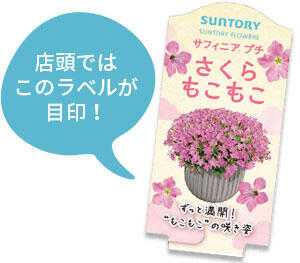 サフィニアプチ花苗のラベル