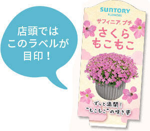 サフィニアプチ花苗のラベル