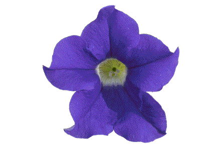 サフィニアプレミアム花苗 ブルー