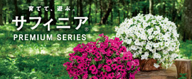 サフィニアプレミアムバナー