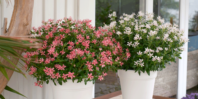 キャンデースパークルの育て方