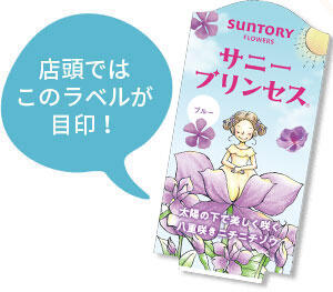 サニープリンセス花苗のラベル
