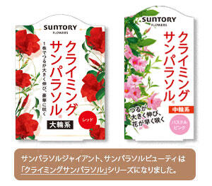 クライミング サンパラソル花苗