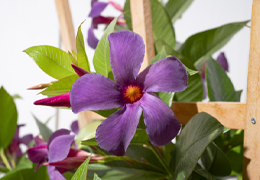 サンパラソル Collection花苗 